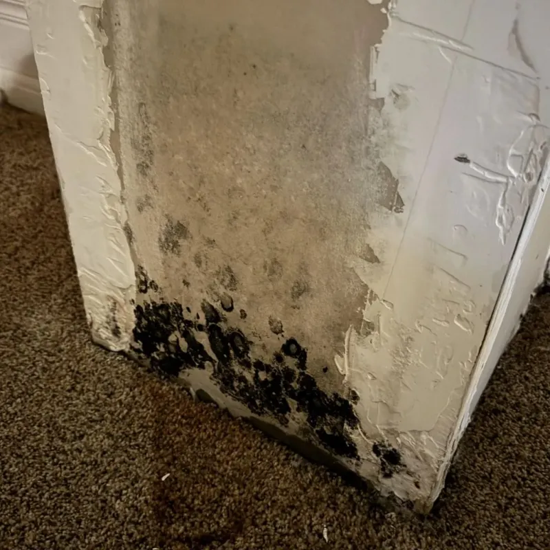 Professional Mold Removal in Willard, UT